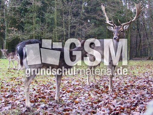 Hirsche (17 von 20).jpg